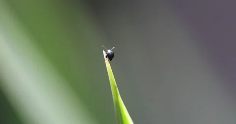 Video13 스톡 동영상 130597919