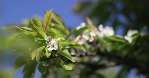 Video2 스톡 동영상 130596855