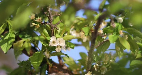 Video3 스톡 동영상 130596927