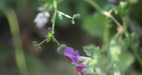 Video4 스톡 동영상 130596594