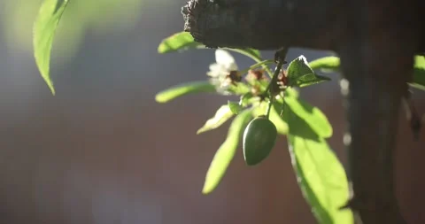 Video5 스톡 동영상 130597246