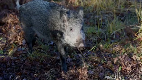 VIDEO5 Video stock 131417036