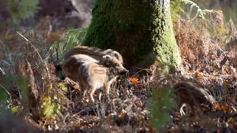 VIDEO6 Video stock 131417039