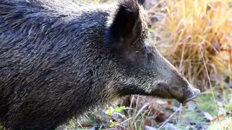 VIDEO7 Video stock 131417040