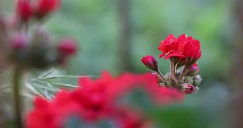 Video8 스톡 동영상 130598402