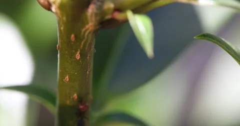 Video9 스톡 동영상 130597292