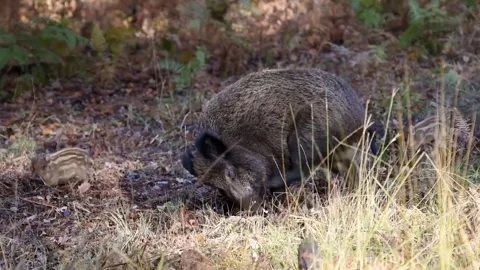 VIDEO9 Stock Footage 131417042