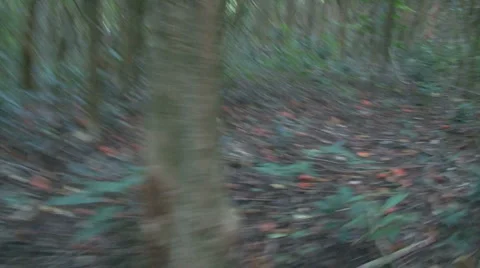Videographer Desperate Running in the Forest Video stock 1215676