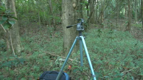Videographer finds Spider Web in a Forest Video stock 1216118