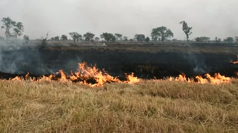 Videography of Stubble burning in the field. Stock Footage 137884645