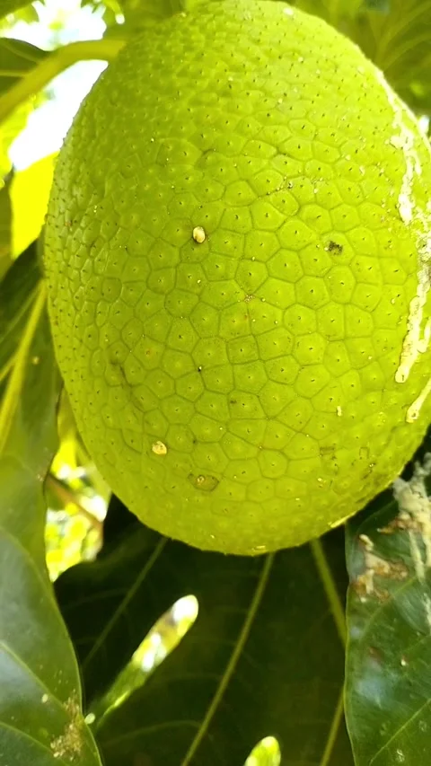 Videos breadfruit, full color. Stock Footage 242271441
