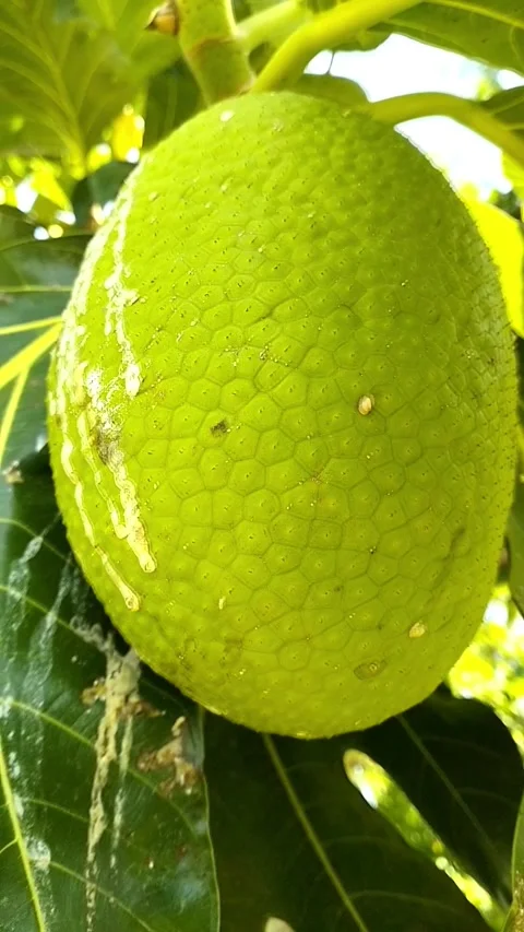 Videos breadfruit, full color. Stock Footage 242346146