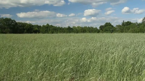 The videos of rye field, ears of corn swaying in the breeze. Stock Footage 83014777