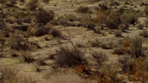 The videoshots of tumbleweed in desertness Stock Footage