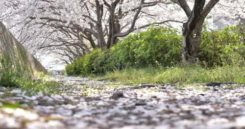Videotaping a cherry blossom tree in full bloom from a low angle Stock Footage 147308400
