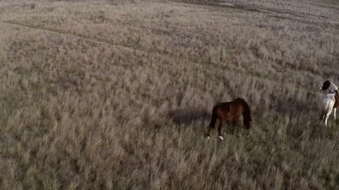 Videotaping from the drones of horses to the pasture Stock Footage 84555299