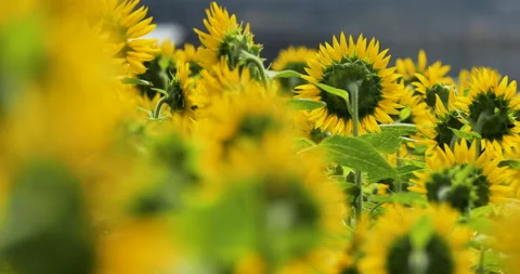 Videotaping sunflowers from the back. Stock Footage 149949267
