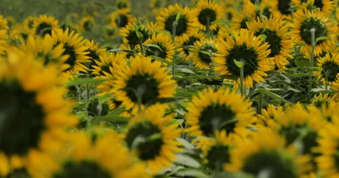 Videotaping sunflowers from the back. Video stock 149949426