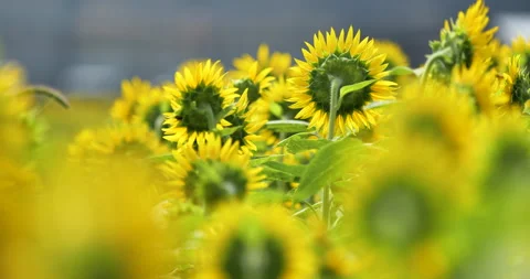 Videotaping sunflowers from the back. Stock Footage 151974926