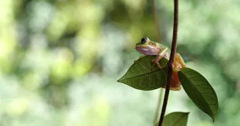 Videotaping tree frogs in the forest Stock Footage 149387767