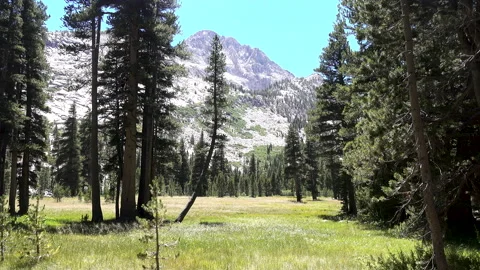 Vidette Meadow, California Stock Footage 137549383