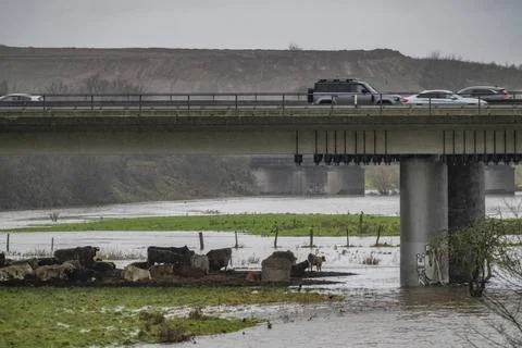  Vieh Herde eingedrängt vom Hochwasser an der Ruhr, nach tagelangen, stark.. Stock Photos