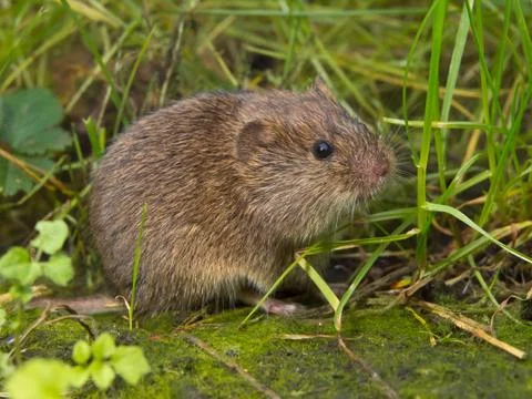 Vield vole (Microtus agrestis) Stock Photos
