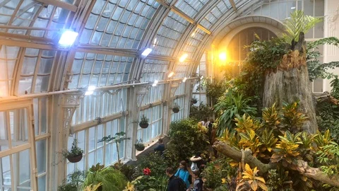Vienna, Austria, 15 Dec 2019 - Butterfly house with tropical plants in Vienna Stock Footage 122655862
