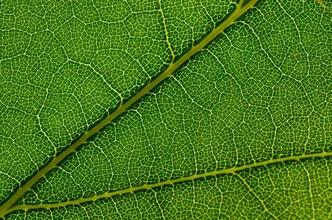 Viens in a leaf Foto stock