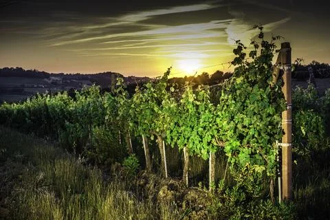 Vienyards at sunset Stock Photos