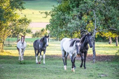 Vier Pferde Stock Photos