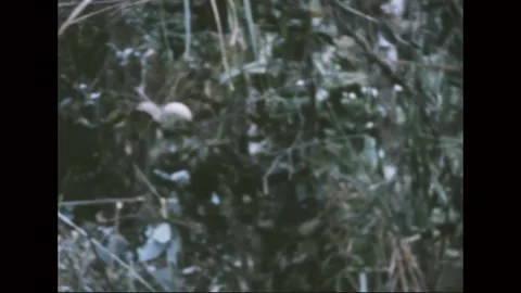 VIETNAM - 1968: Firebase Work - Dense grass on a hillside 库存影片 343999201