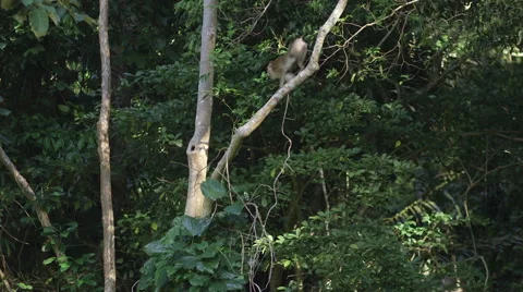 Vietnam Jungel Monkey 1 Video stock 54361902