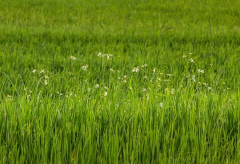 Vietnam Stock Photos