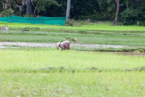 Vietnam Stock Photos