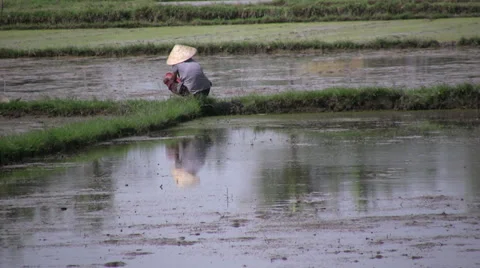 Vietnam Rice Farmer Stock Footage 30907344