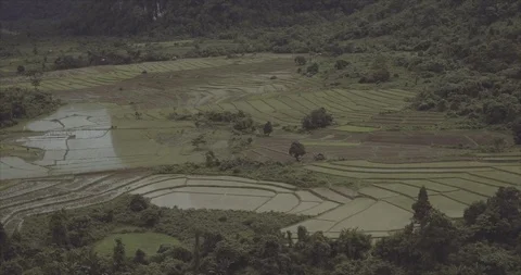 Vietnam Rice Fields Crane down over rice paddy panorama Video stock 114025470