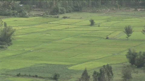 Vietnam rice fields Stock Footage 469256