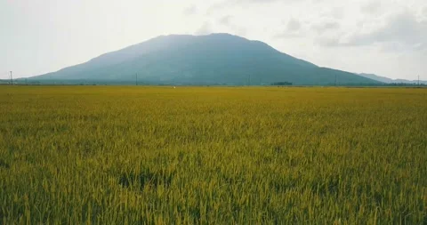 Vietnam rice fields with mountains in the background Video stock 235411295