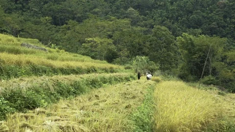 Vietnam Rice Picking Stock Footage