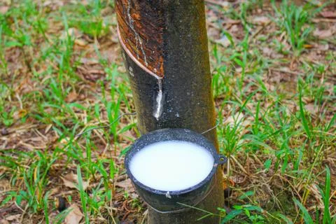 Vietnam rubber tree,Tapping latex rubber source of natural Stock Photos
