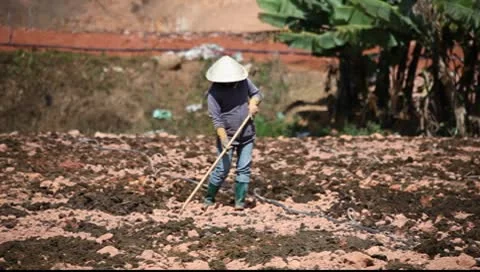 Vietnam_LDA P 00238 Stock Footage 8917031