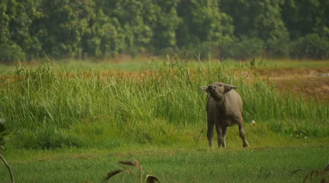 Vietnamese bull 2 Stock Footage 64571265