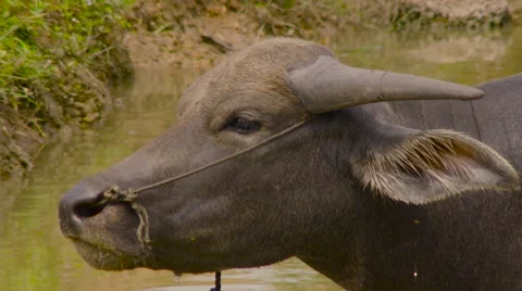 Vietnamese bull Stock Footage 64571338