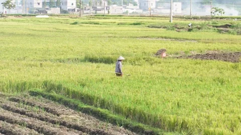 Vietnamese farmer Stock Footage 255260567