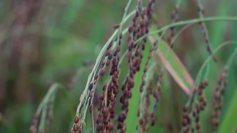 Vietnamese farmer inspecting ripe purple rice panicles in the field. Stock Footage 339338317