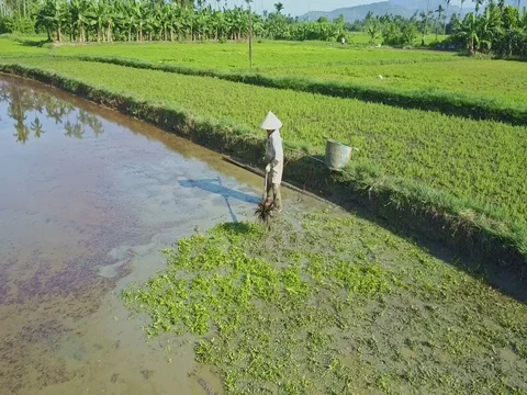Vietnamese Farmer Processes Salad Field with Brush Stock Footage