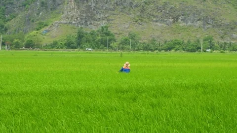 Vietnamese Farmer Throwing and spreading Rice in Rice Field Stock Footage 346503485
