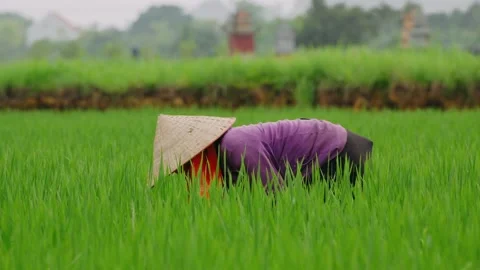 Vietnamese farmer working in a rice paddy field in vietnam Video stock 336996651