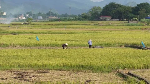 Vietnamese farmers Stock Footage 255260598